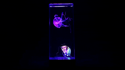 led meduza