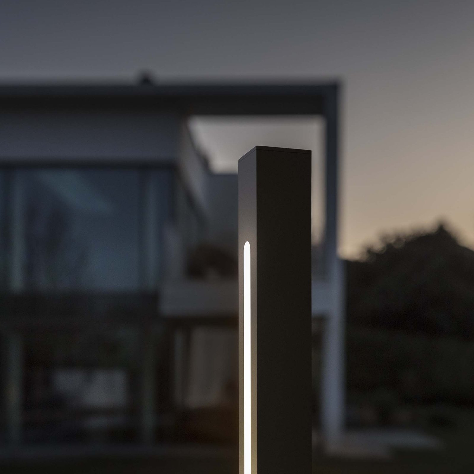 293202_ZOO003_JEDI_PT_H160_NERO